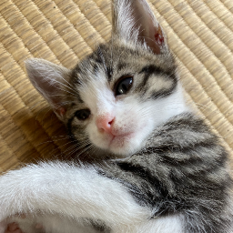 Meow